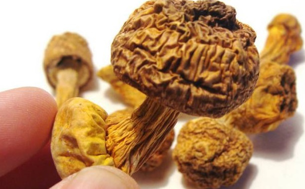 巴西菇、姬松茸烘干机-怎样烘干色泽好且菇体褶片完整？
