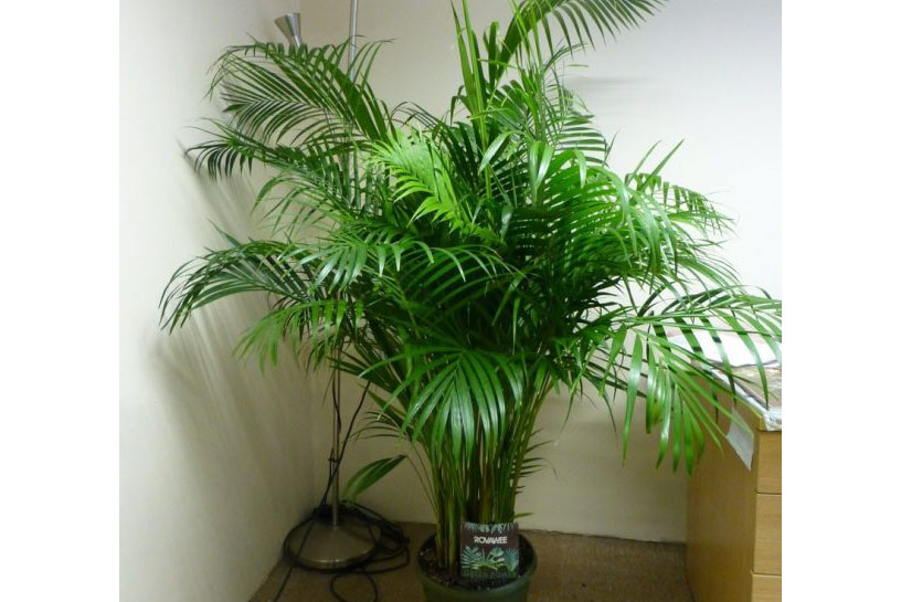 樱桃TV在线观看植物棕榈.jpg