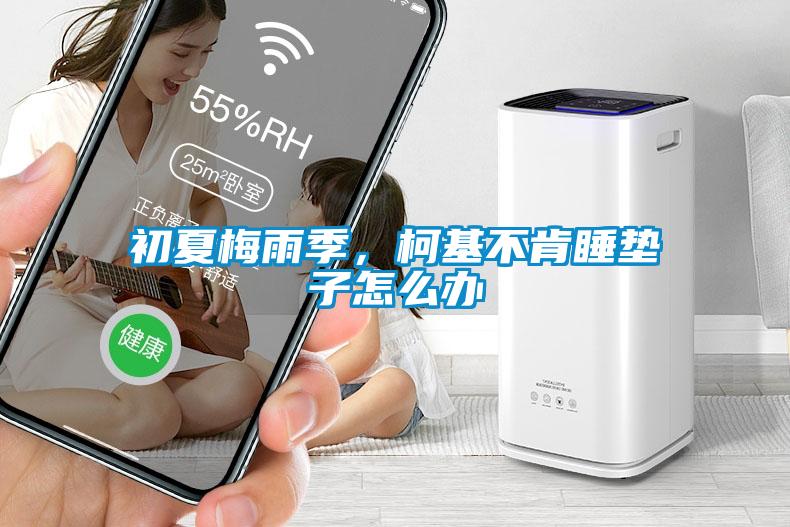 初夏梅雨季，柯基不肯睡垫子怎么办
