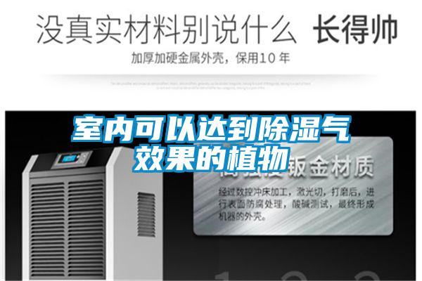 室内可以达到樱桃TV在线观看气效果的植物