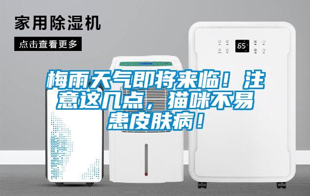 梅雨天气即将来临！注意这几点，猫咪不易患皮肤病！