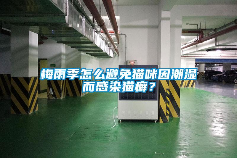 梅雨季怎么避免猫咪因潮湿而感染猫癣？