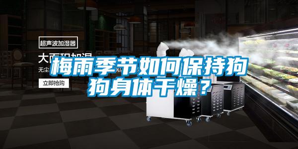 梅雨季节如何保持狗狗身体干燥？