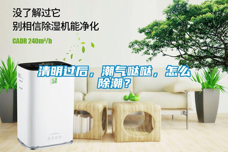 清明过后，潮气哒哒，怎么除潮？
